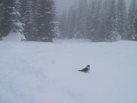 birdamidstsnow